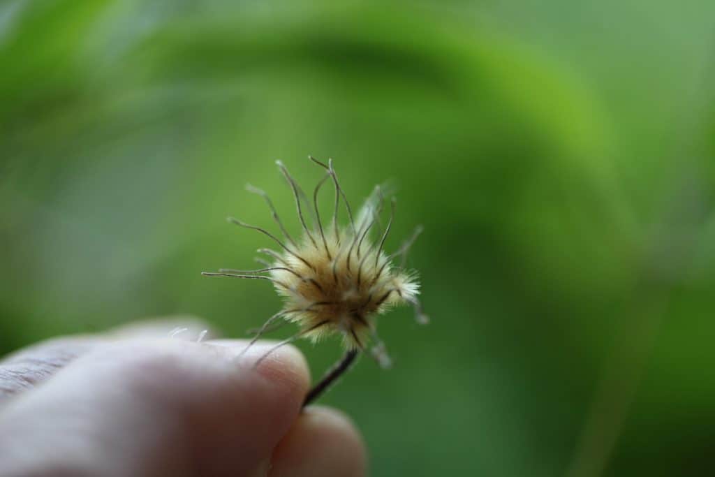 a hand holding a Jackmanii clematis seed head against a blurred green background