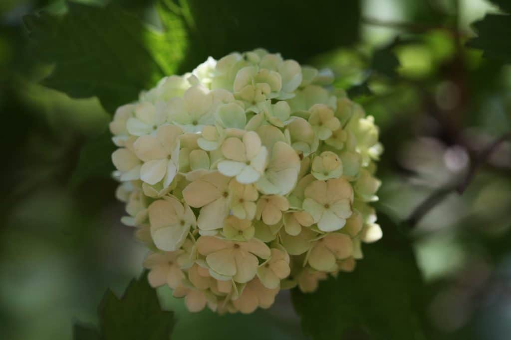 a snowball bush round white double flower against a blurred leafy background