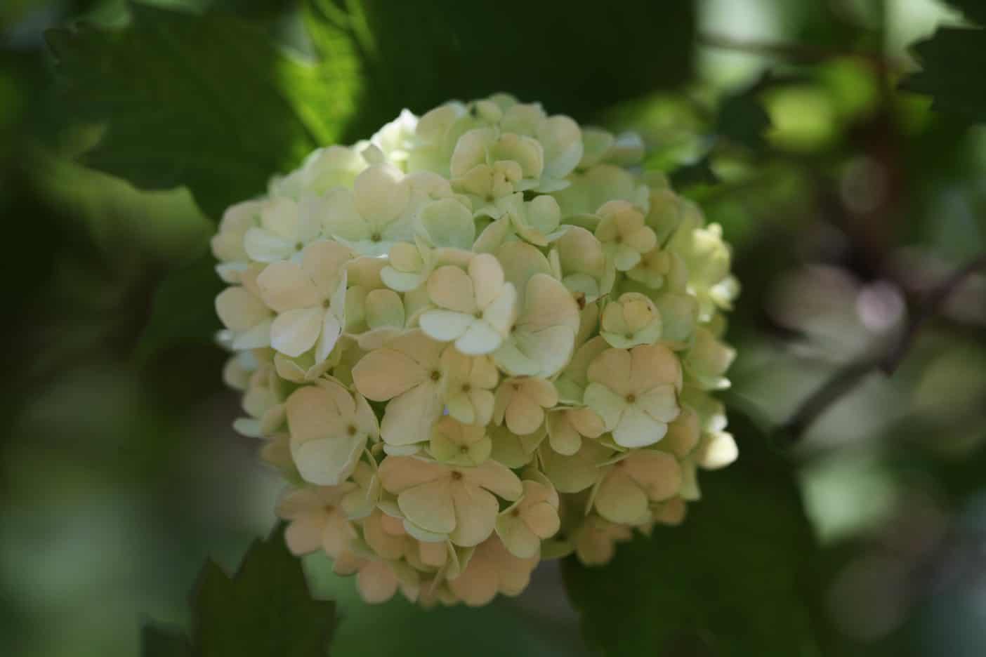 snowball bush in bloom