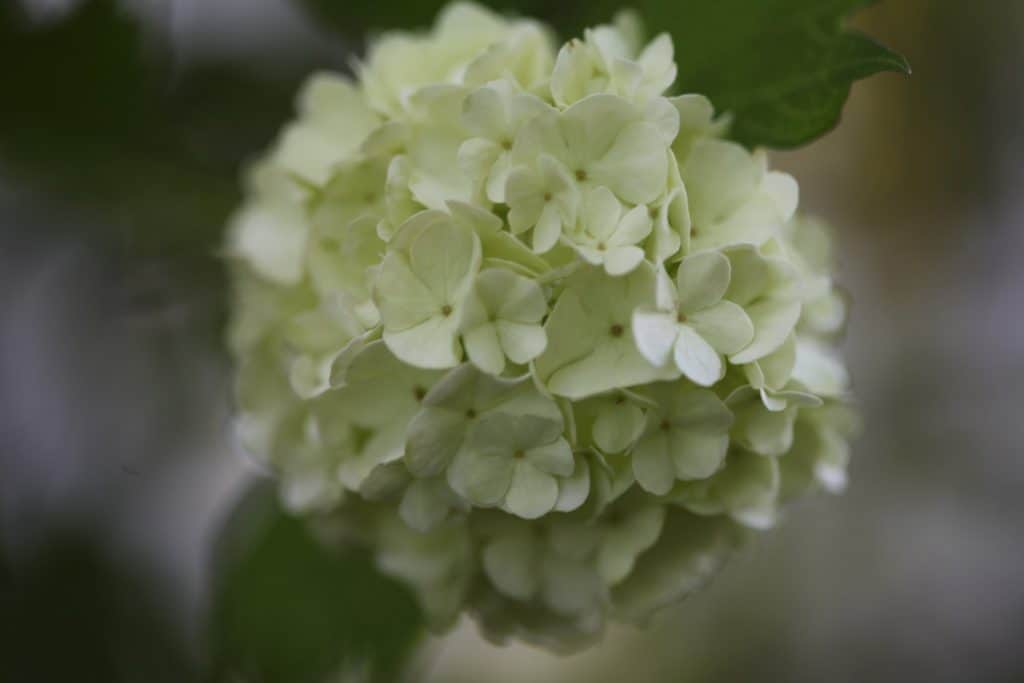 a large creamy round flower with many petals against a blurred background