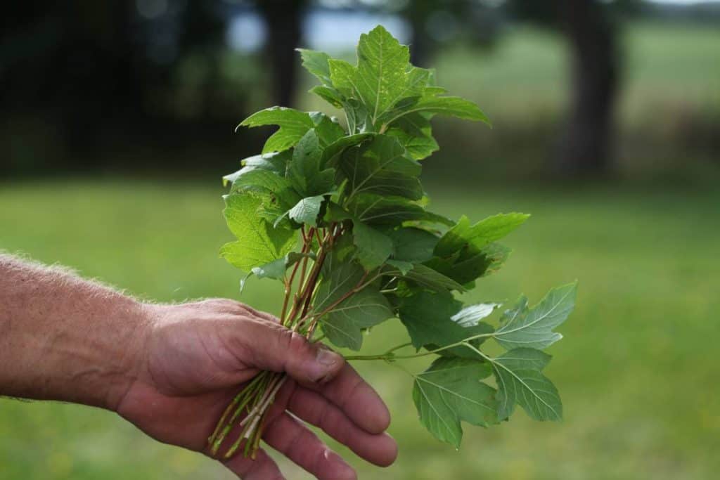 a hand holding a bouquet of snowball bush cuttings