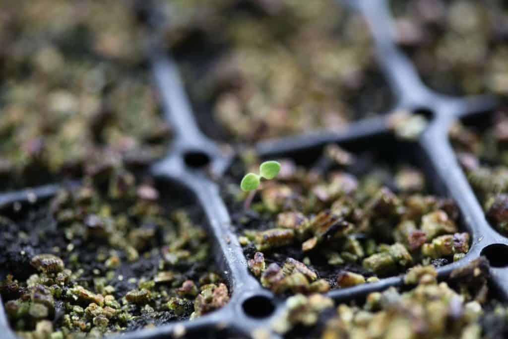 another tiny clematis seedling showing it's first set of leaves