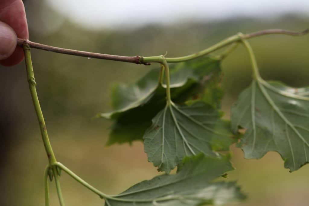 a hand holding up snowball bush stems in preparation to take cuttings