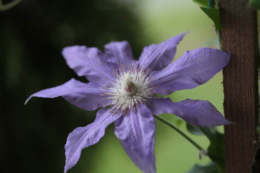 light purple bloom of clematis Countess Of Lovelace