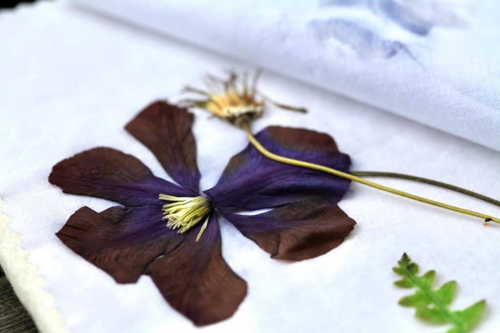 clematis bloom dried in a microwave press