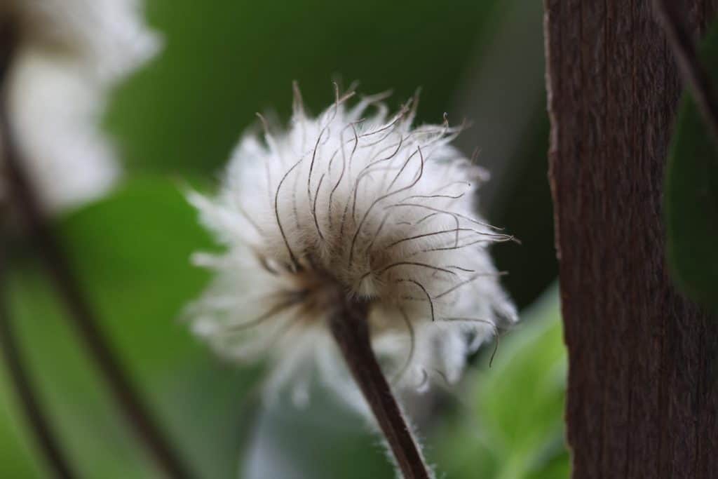  mature white fluffy clematis seed head