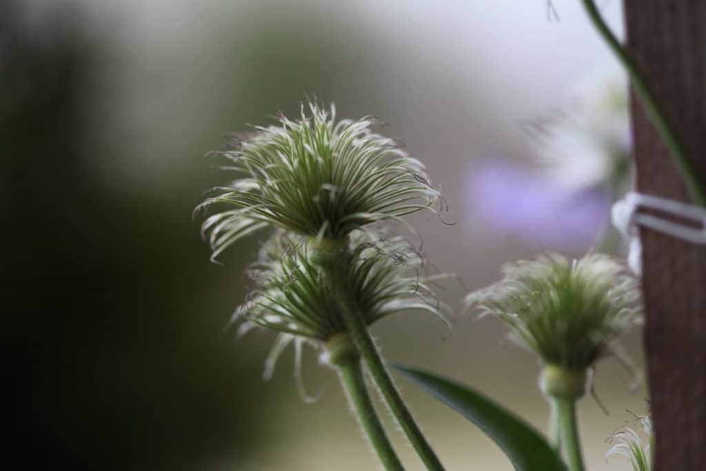 green clematis seed heads