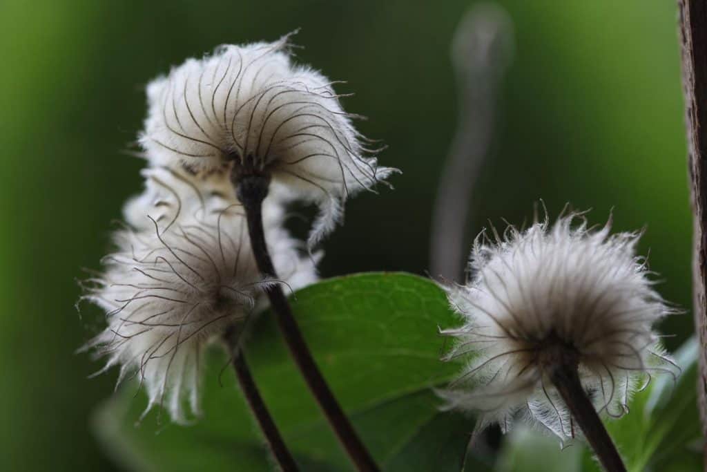 fluffy clematis seed heads against a blurred green background