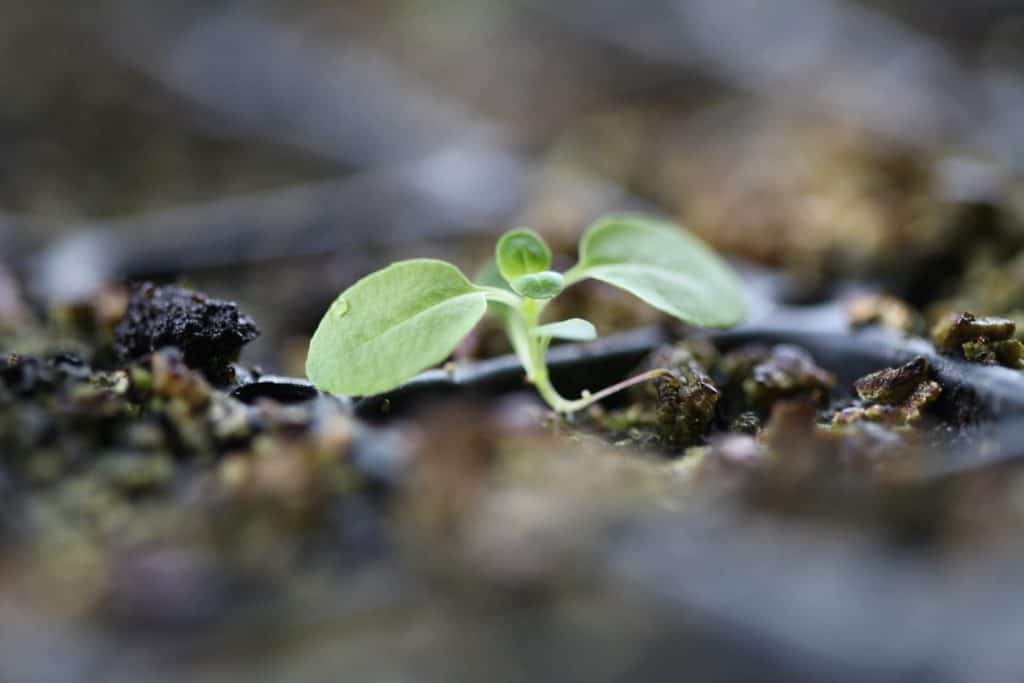 clematis seedling growing an a cell tray