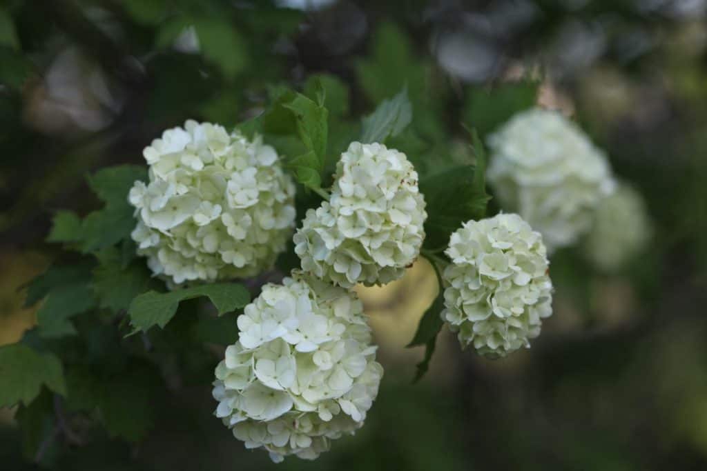 white round flowers growing on a snowball tree against green leaves and a blurred green background