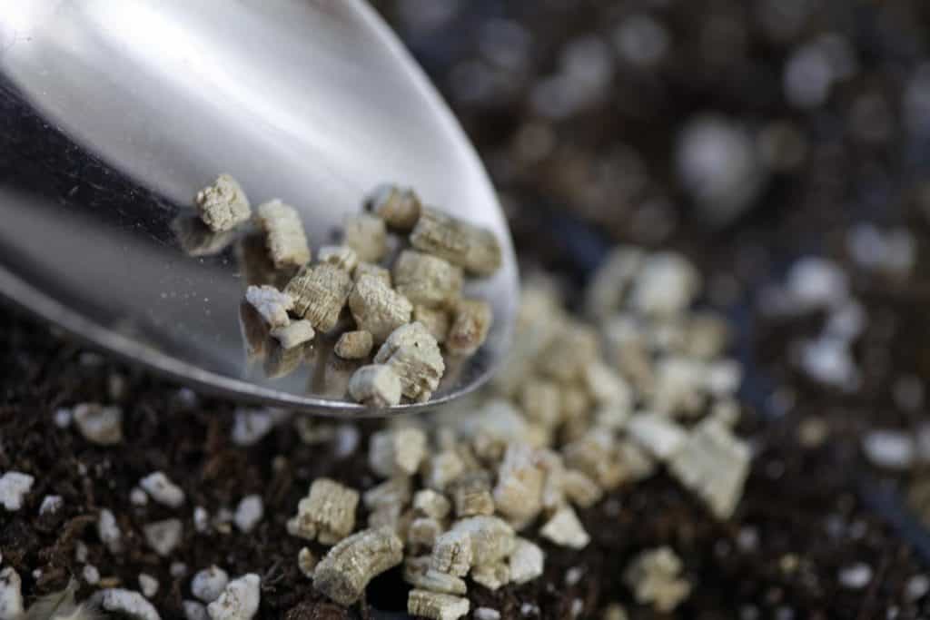 clematis seeds covered with vermiculite after planted in cell trays