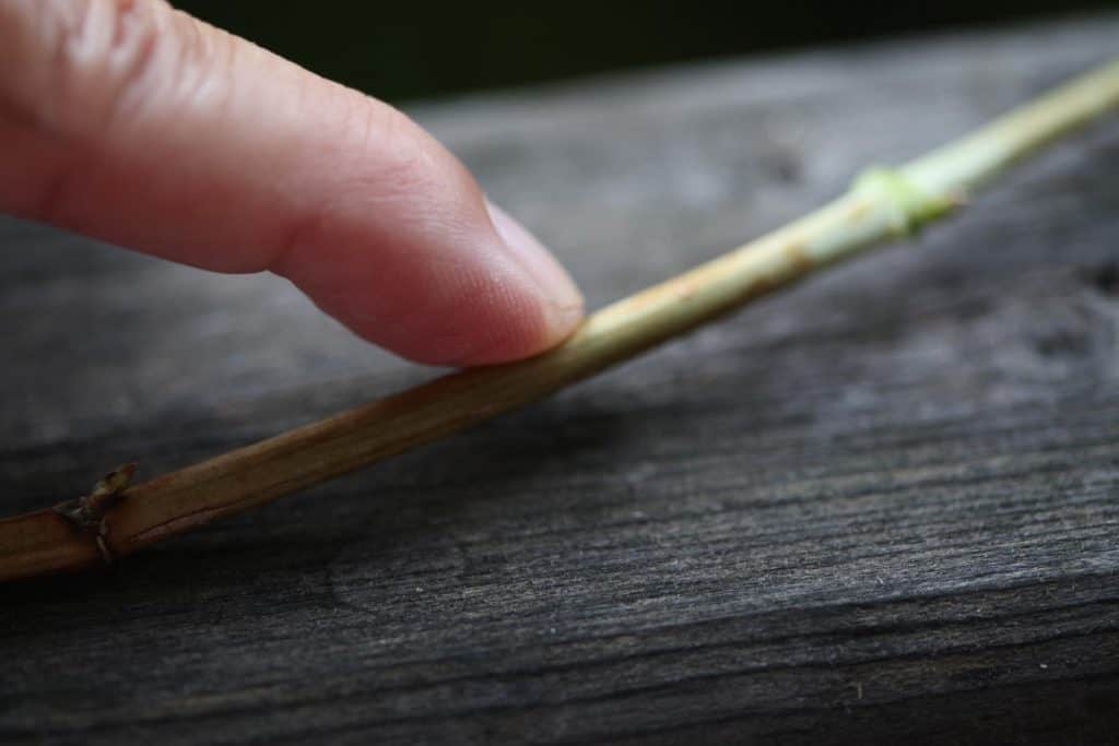 a finger pointing at a hydrangea stem showing where to cut, showing one of the steps in how to dry hydrangea flowers