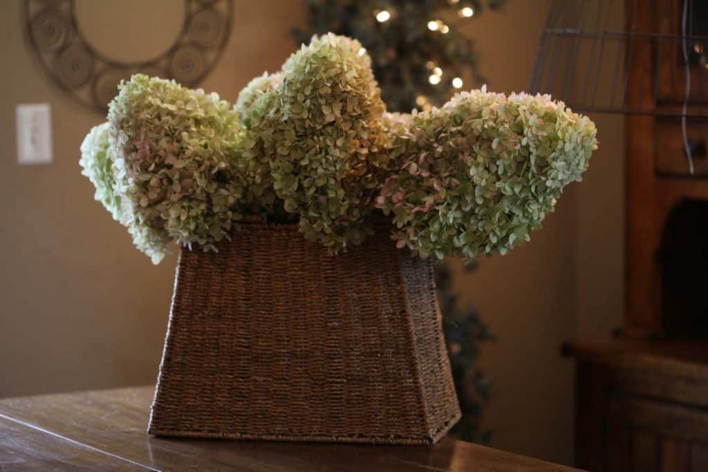 dried hydrangea flowers in a brown wicker basket, showing how to dry hydrangea flowers