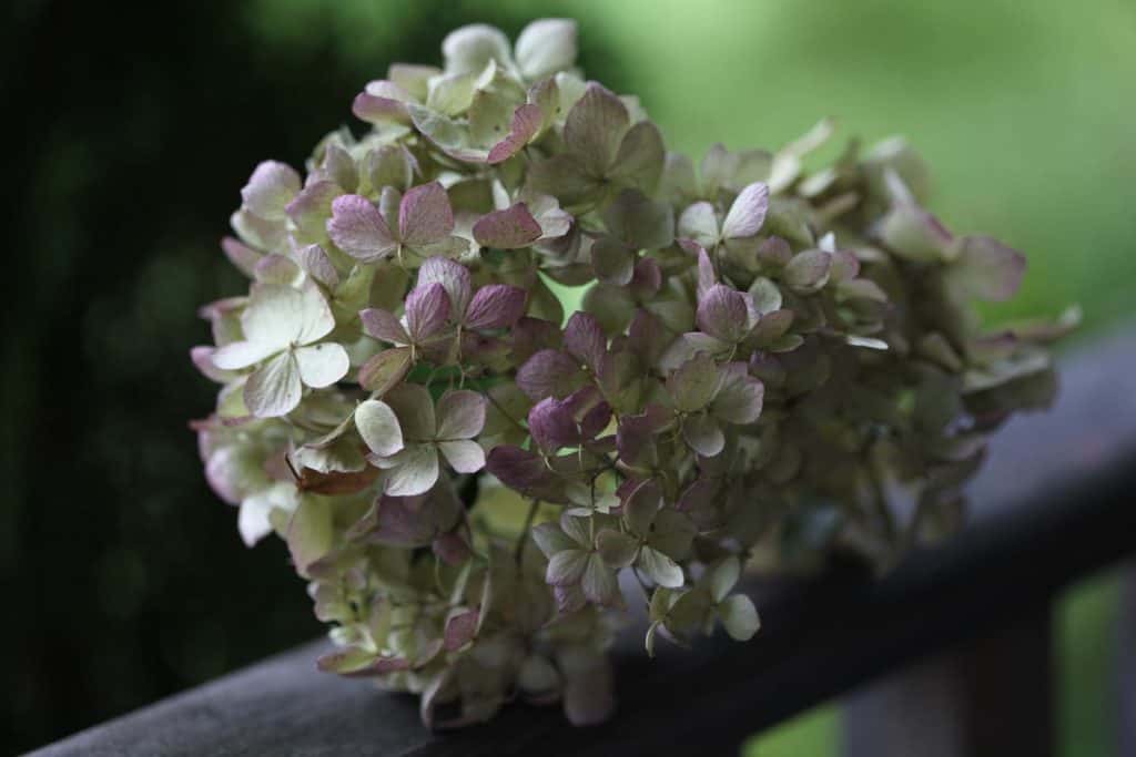 dried hydrangea blooms on a grey wooden railing