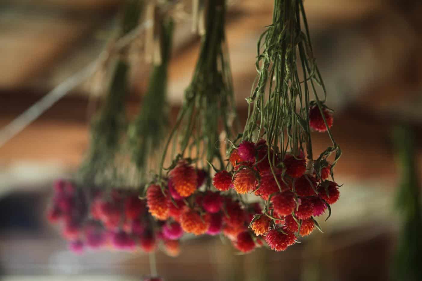 globe amaranth hanging upside down