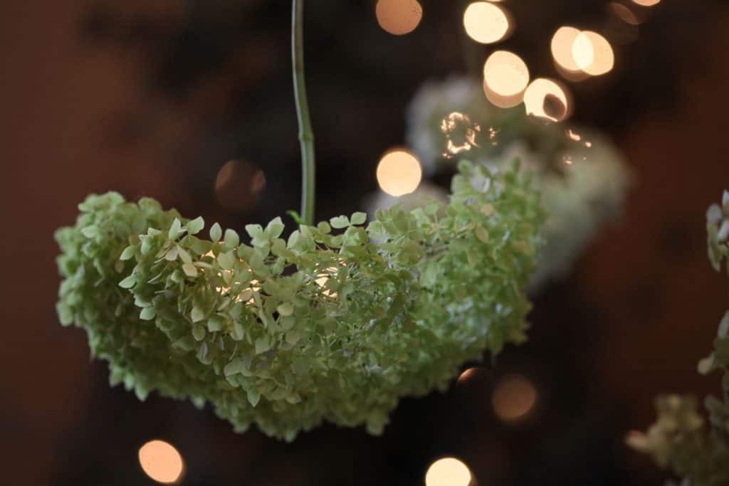 drying hydrangeas upside down, showing how to dry hydrangea flowers