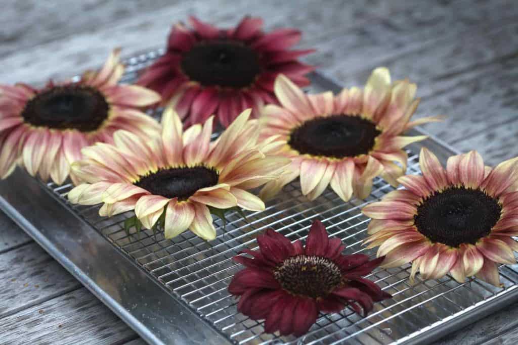 plum coloured sunflowers being prepared for oven drying