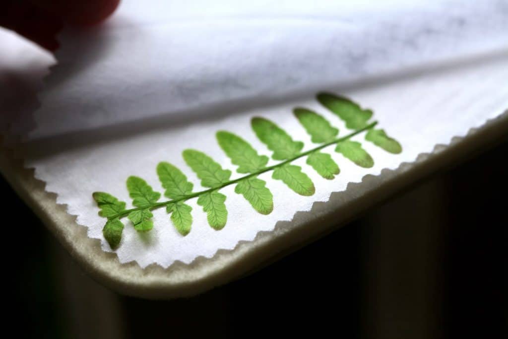 fern leaf dried in microwave press