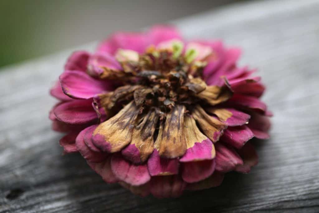 a pink zinnia with a brown burn mark from pressing with an iron