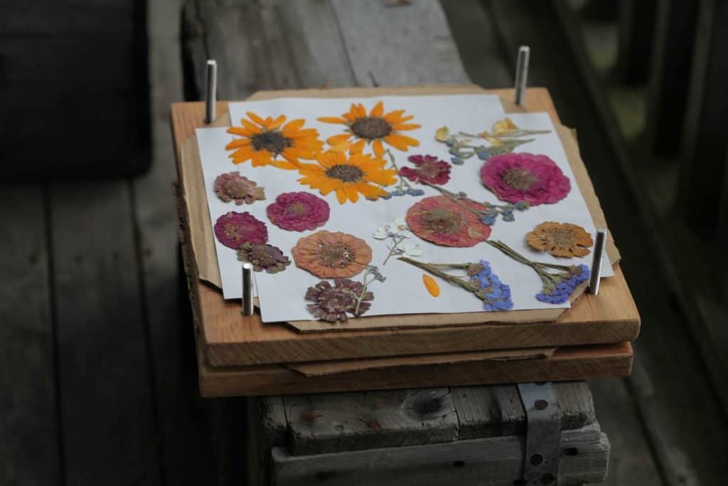 colourful pressed flowers on a press, on a grey wooden box