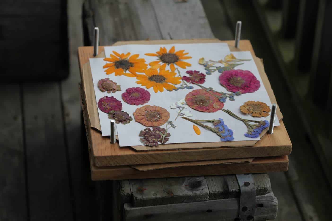 MICROWAVED FLOWERS? How to use a microwave flower press to dry or pre-dry  fancy flowers, by sarakaye