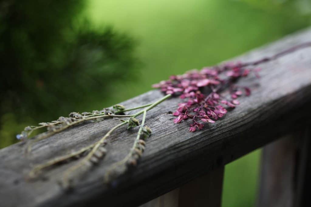 pressed flowers on a grey wooden railing