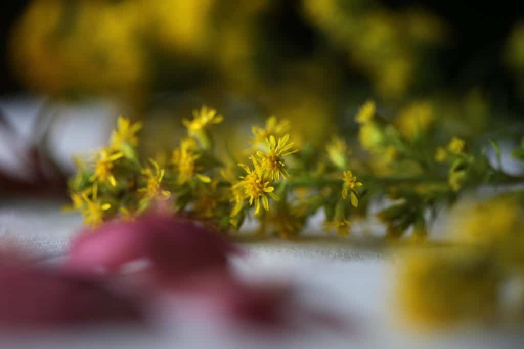 yellow wild flowers waiting to be pressed