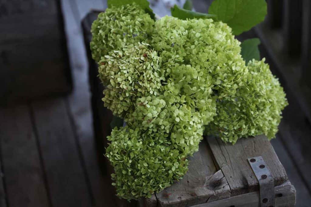 green hydrangea blooms on a grey wooden box