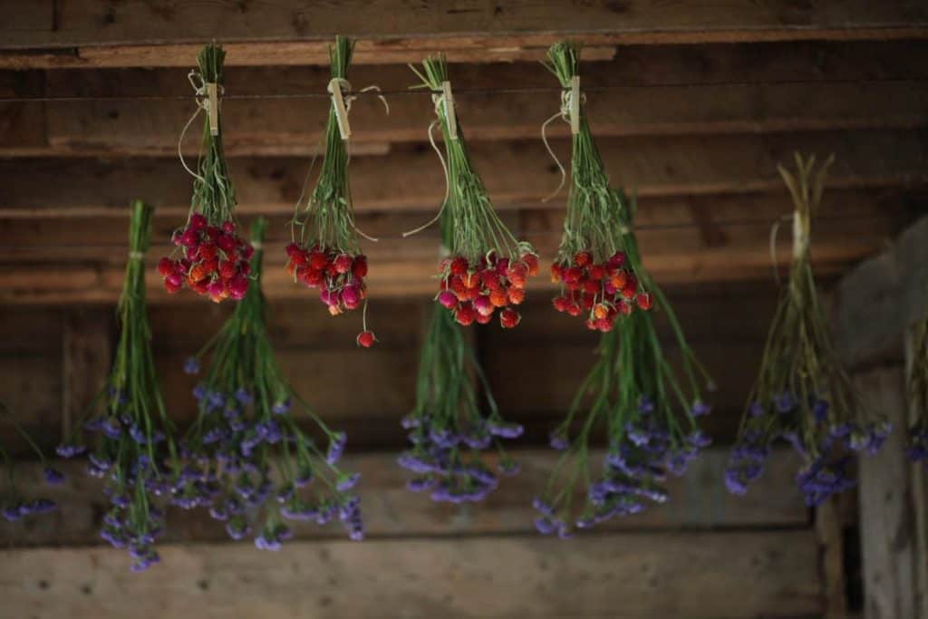 flowers hanging to dry in a barn