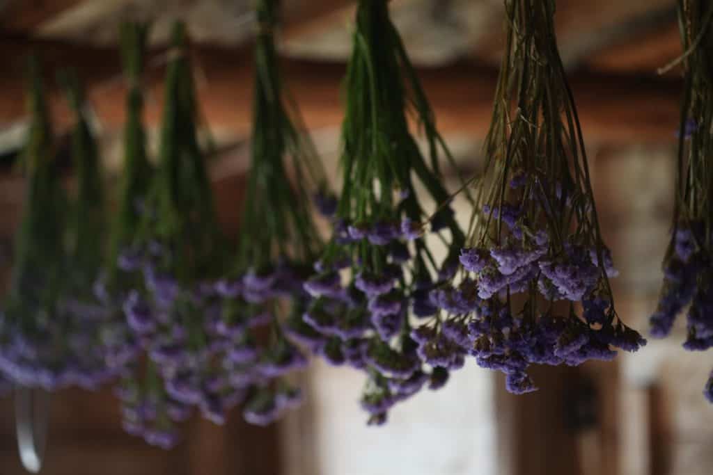 purple statice hung upside down to dry