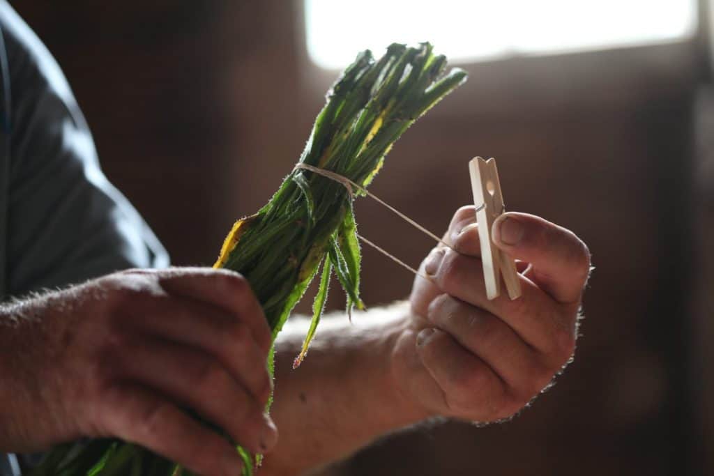 flowers being prepared to be hung to dry