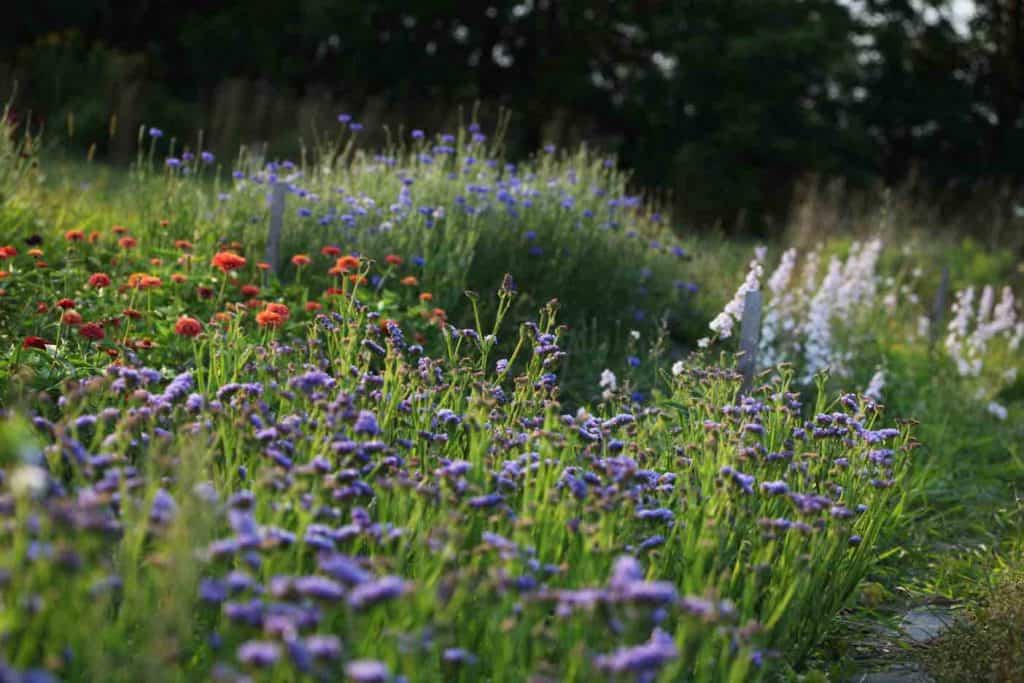 a garden filled with colourful flowers