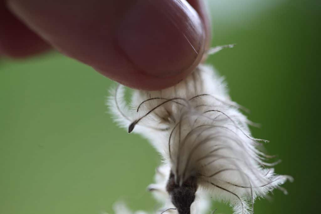 harvesting mature clematis seed