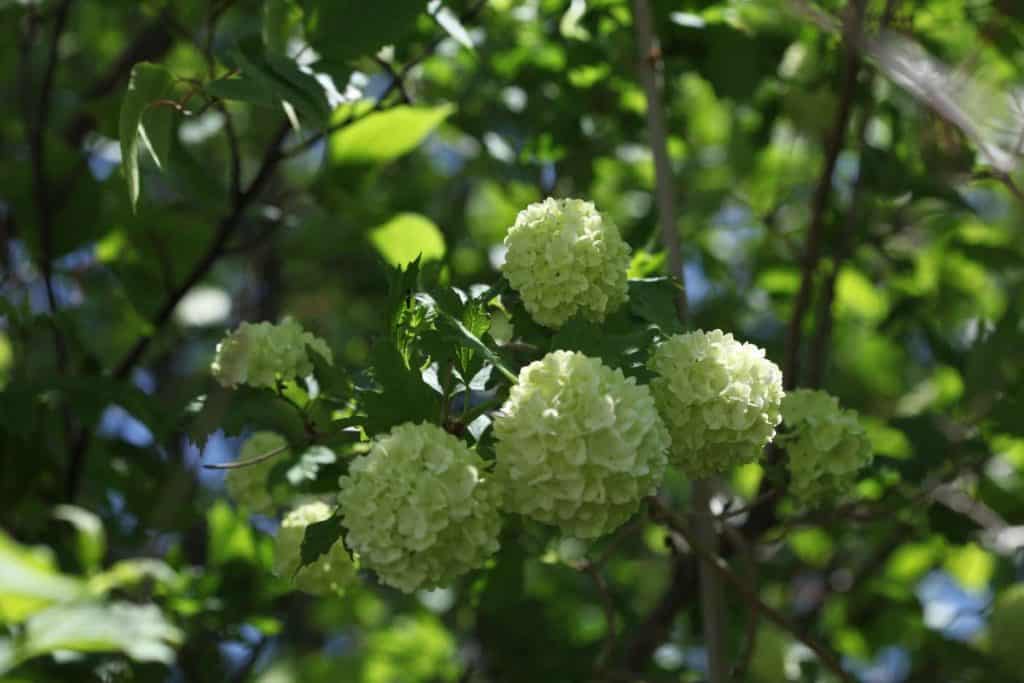 How To Grow Snowball Bush Viburnum Opulus Roseum Farmhouse & Blooms