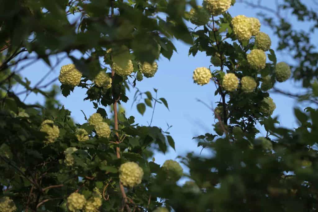 a viburnum snowball bush in bloom with large round white blooms growing up against a blue sky.