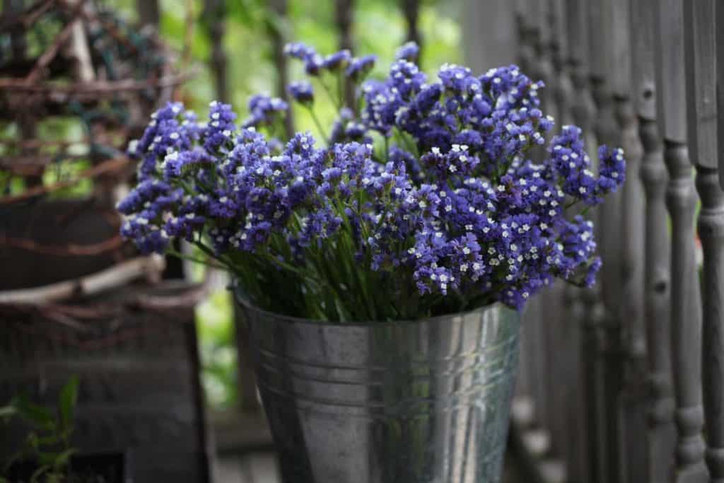 statice drying in a bucket