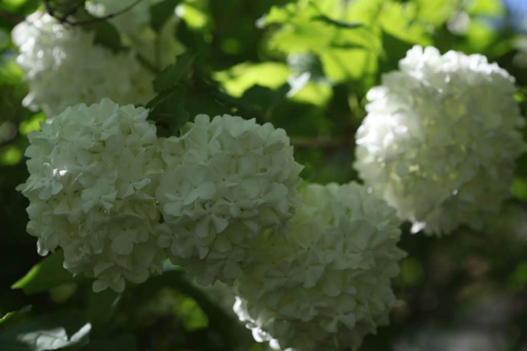 clusters of white snowball flowers on a snowball bush