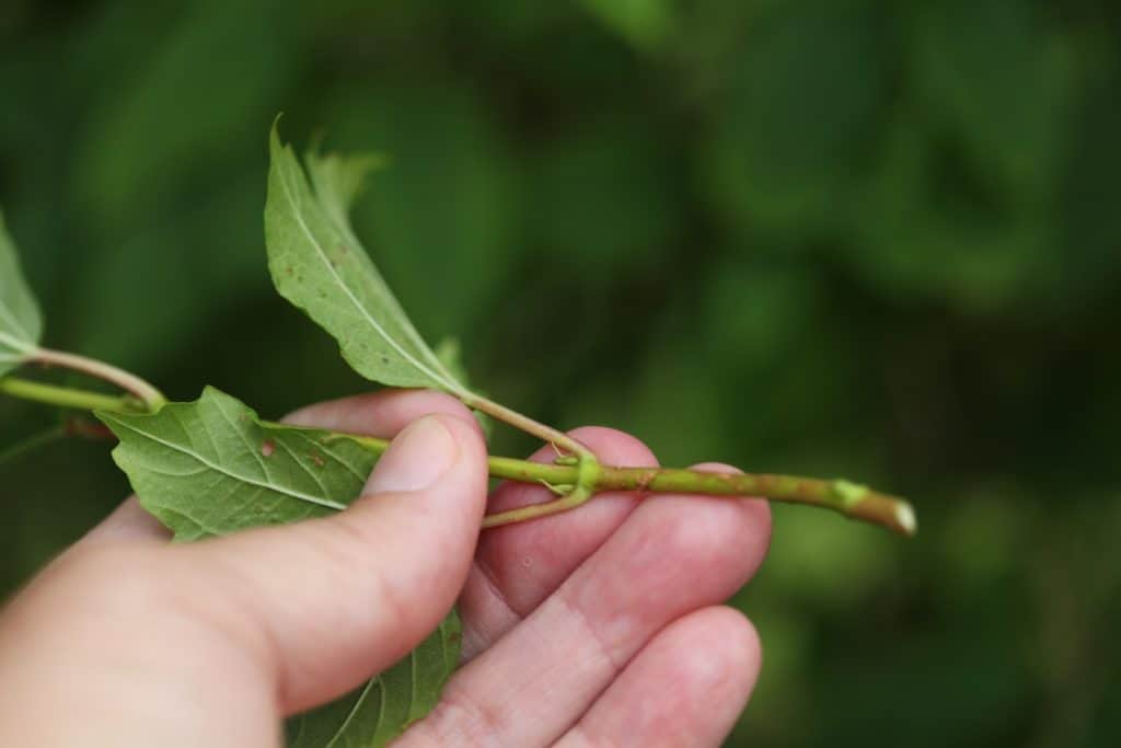 a hand holding a snowball bush cutting, demonstrating how to grow a snowball bush from cuttings