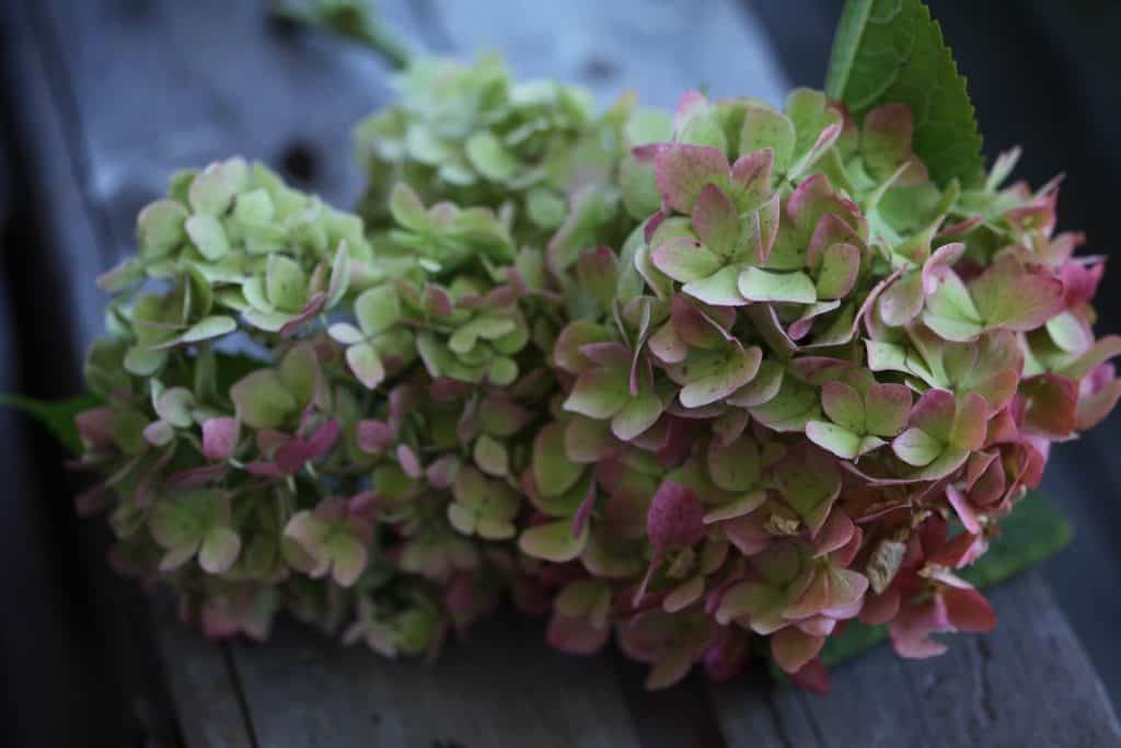 green hydrangeas with a pink blush on a grey wooden box