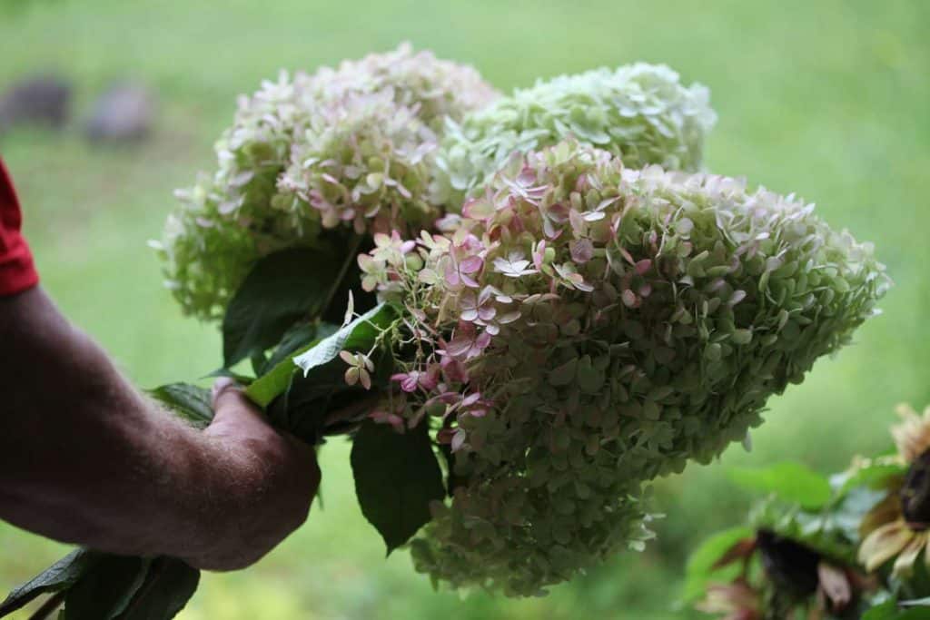 a bouquet of large hydrangea blooms with a fall blush