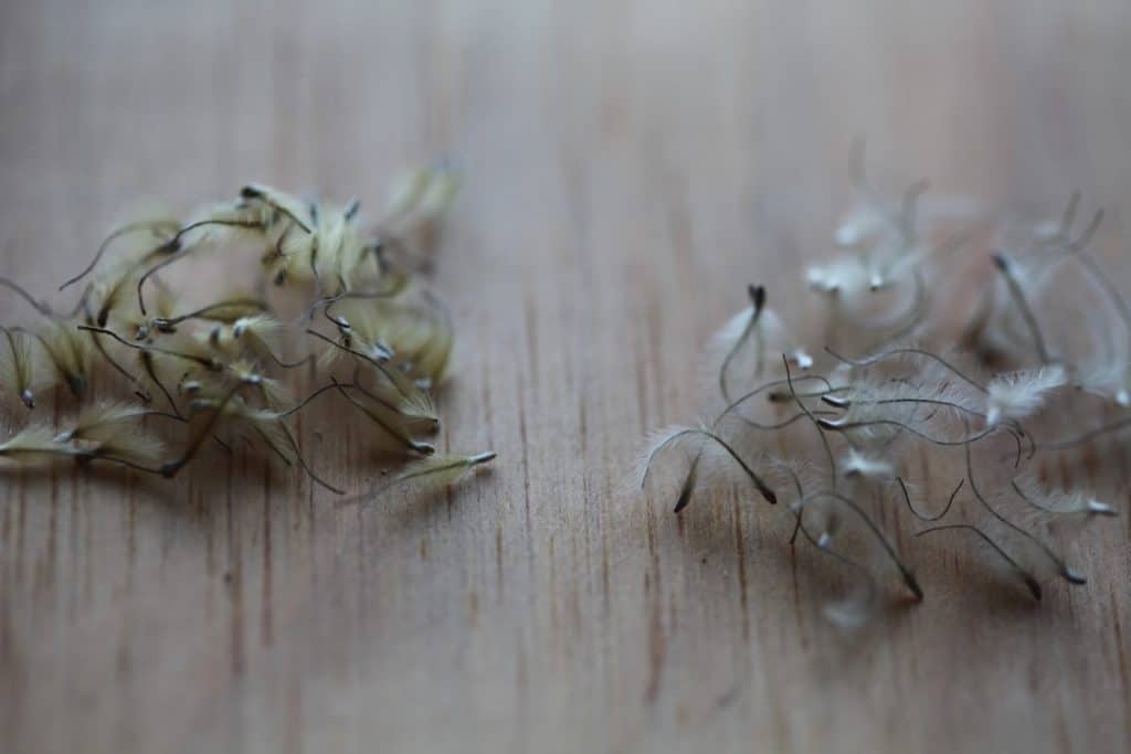 mature clematis seed with seed pods and fluffy tails- Jackmanii clematis seed on the left, and Duchess of Lovelace clematis seed on the right