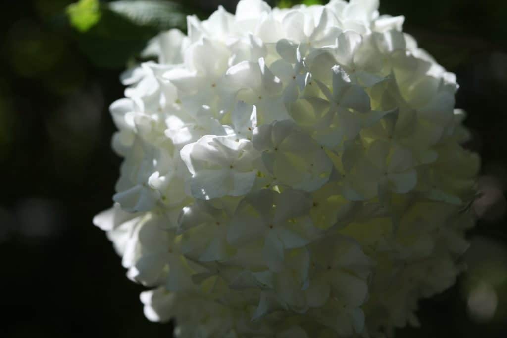 mature white bloom of - Viburnum  Opulus Roseum