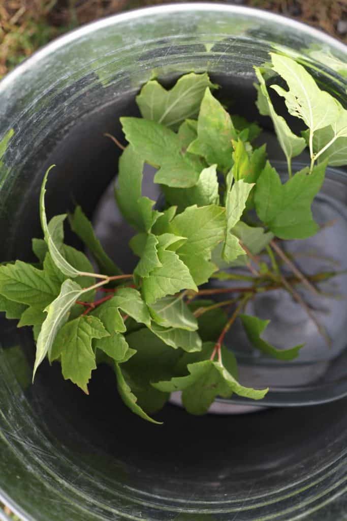 snowball cuttings in water in a metal pail