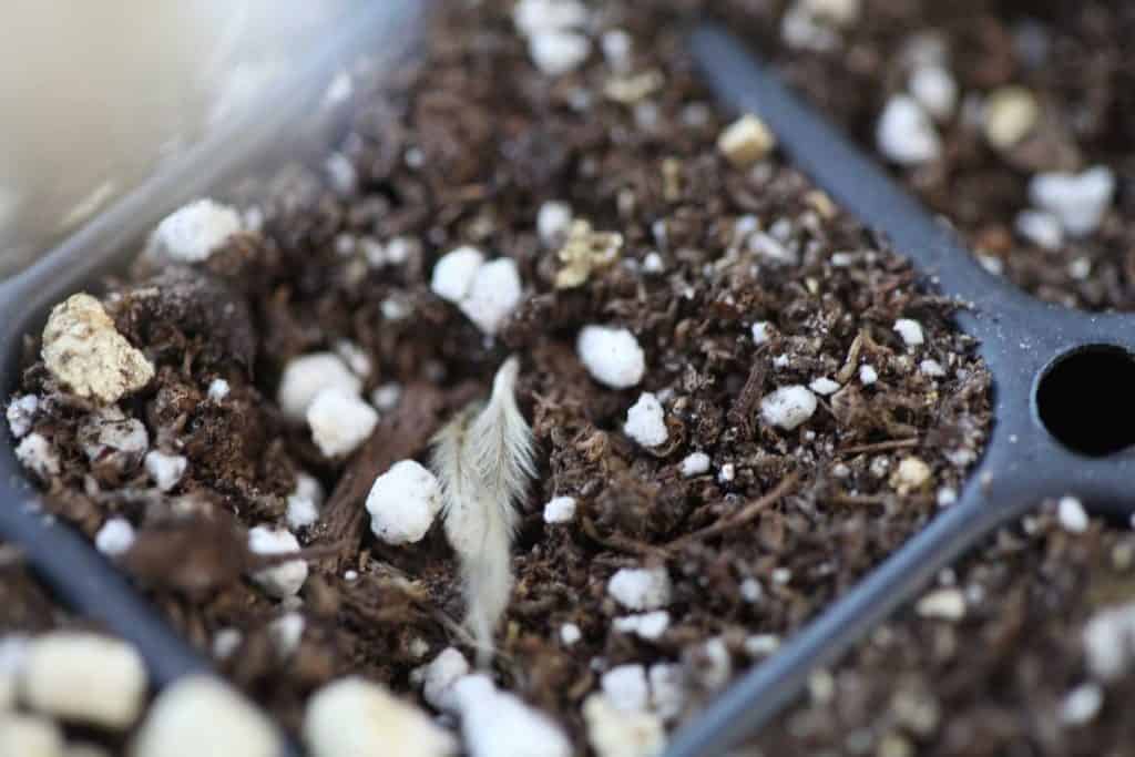 planting clematis seeds in a seedling cell tray