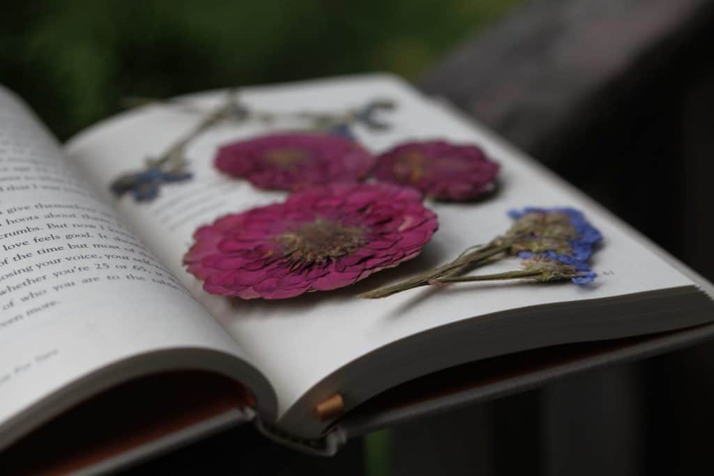 colourful pressed flowers inside a book