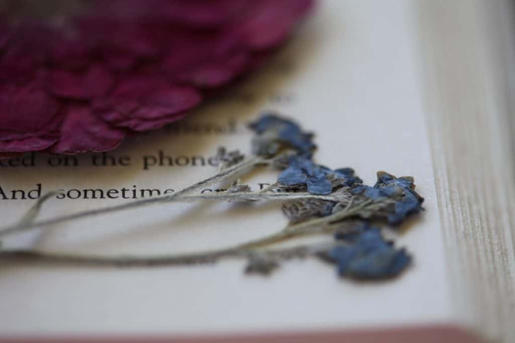 pressed Chinese forget me nots in a book