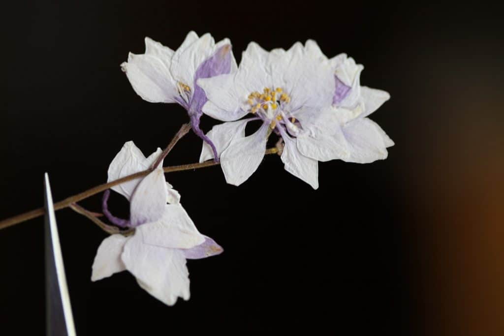 pressed mauve coloured larkspur