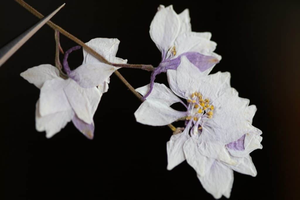 pressed Larkspur flowers