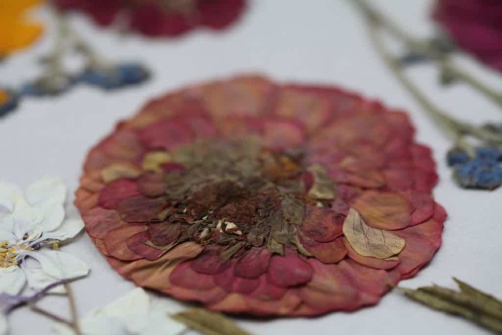 pressed flowers on a white background