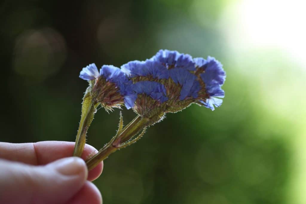 a hand holding pressed purple statice against a blurred green background